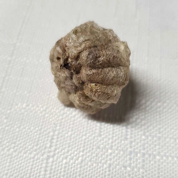 FOUND Real Wasps Nest Natural Nature Fragile Small Woodsy Decor Bee Tiny - Picture 11 of 14